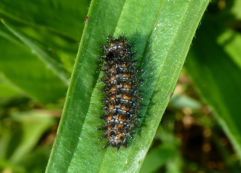 Larve di Melitaea didyma